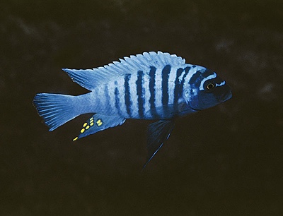 Maylandia zebra 'Lundu'